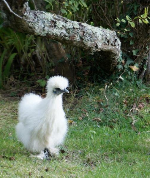 La Maison Les Mimosas Le Minihic-sur-Rance Zewnętrze zdjęcie